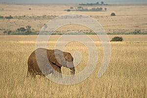 African elephant landscape
