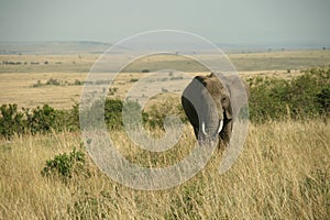 African elephant landscape