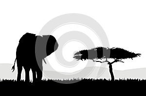 African Elephant & landscape