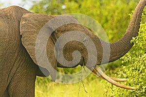 African Elephant with large tusks