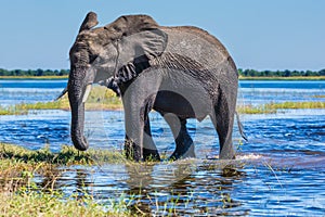 African elephant - loner photo