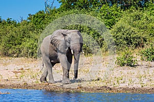 African elephant -  loner photo