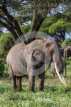 African elephant with long tusks. Kenya, Africa