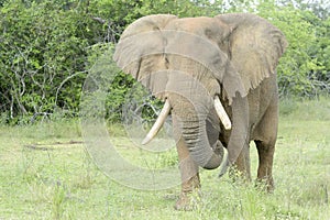 African Elephant looking at camera