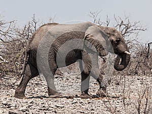 African elephant (Loxodonta)