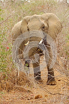 African Elephant (Loxodonta)