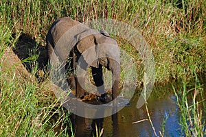 African Elephant (Loxodonta)