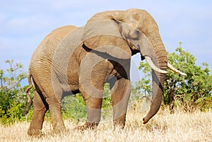 African Elephant (Loxodonta africana) photo