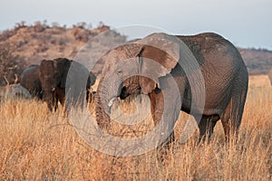 African elephant Loxodonta africana