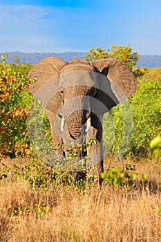 African Elephant (Loxodonta africana)