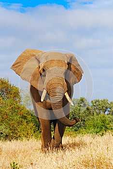 African Elephant (Loxodonta africana) photo