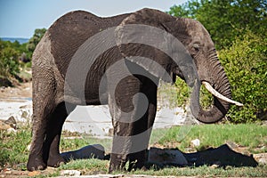 African Elephant Loxodonta africana 13539