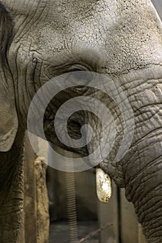 African elephant Loxodonta africana