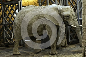 African elephant Loxodonta africana