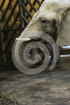 African elephant Loxodonta africana