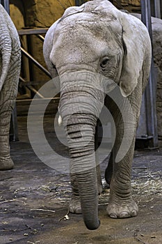 African elephant Loxodonta africana
