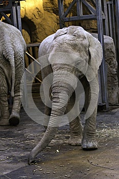 African elephant Loxodonta africana