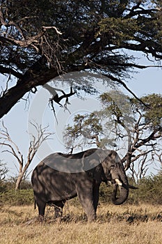 African Elephant (Loxodonta africana) photo