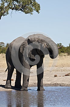 African Elephant (Loxodonta africana)