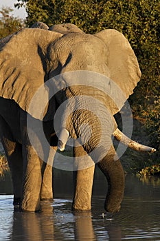 African Elephant (Loxodonta africana) photo