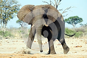 African elephant (Loxodonta africana)