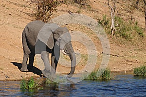 African Elephant (Loxodonta africana) photo