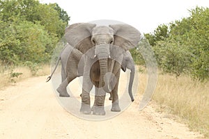 African elephant (Loxodonta Africana)