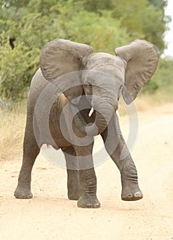 African elephant (Loxodonta Africana)