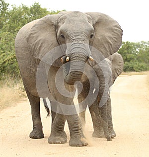 African elephant (Loxodonta Africana)
