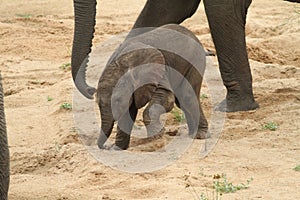 African elephant (Loxodonta Africana)