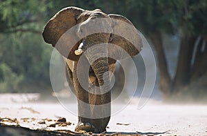 African Elephant (Loxodonta Africana) photo