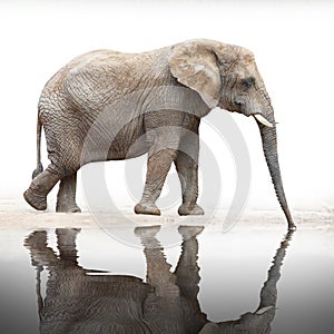 African elephant (Loxodonta africana).