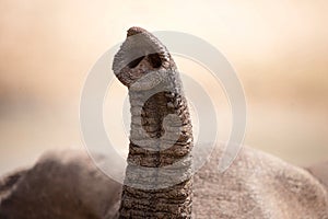 African Elephant (Loxodonta africana)