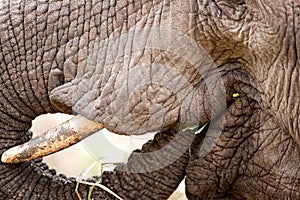 African Elephant (Loxodonta africana)