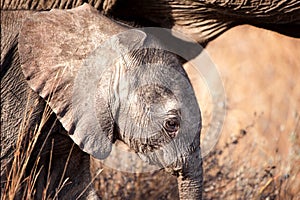 African Elephant (Loxodonta africana)