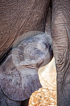 African Elephant Loxodonta africana