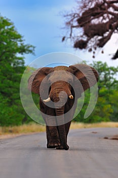 African Elephant (Loxodonta africana) photo