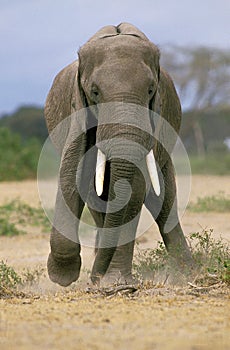 African Elephant, loxodonta africana, Adult with a Leg Injury, Masai Mara Park in Kenya