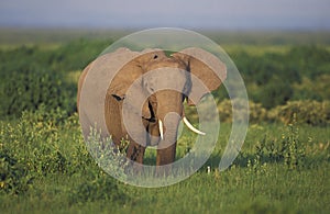 African Elephant, loxodonta africana, Adult in Savannah, Kenya