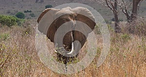 African Elephant, loxodonta africana, Adult in savannah, Trump, Tsavo Park in Kenya, Real Time