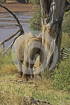 African Elephant, loxodonta africana, Adult Scratching on Tree, Samburu Park in Kenya