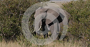 African Elephant, loxodonta africana, Adult walking through savannah, Eating Grass, Masai Mara Park in Kenya