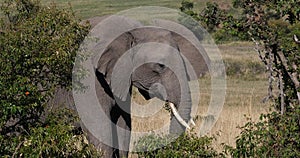 African Elephant, loxodonta africana, Adult walking through savannah, Eating Grass, Masai Mara Park in Kenya