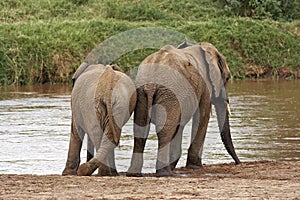 African Elephant, loxodonta africana, Adults drinking at River, Samburu Park in Kenya