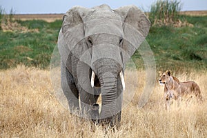 African elephant (Loxodonta africana) and african lioness (Panth