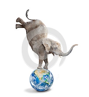 African elephant - Loxodonta africana balancing on a blue planet or globe.
