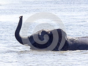 African elephant, Loxodonta africana, bathing in the Chobe River, Botswana