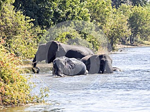 African elephant, Loxodonta africana, bathing in the Chobe River, Botswana