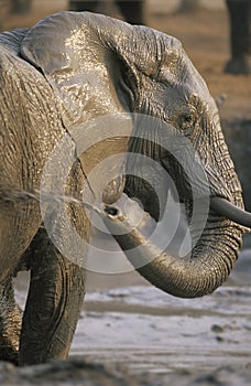 African Elephant (Loxodonta Africana) bathing at waterhole