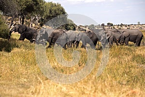 African elephant, Loxodonta a.africana, in Boteti river, Makgadikgadi National Park, Botswana